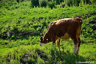 牲畜 農(nóng)業(yè)生產(chǎn)的重要支柱