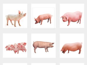 土豬農(nóng)家樂(lè) 動(dòng)物牲畜小豬海報(bào)背景素材大全